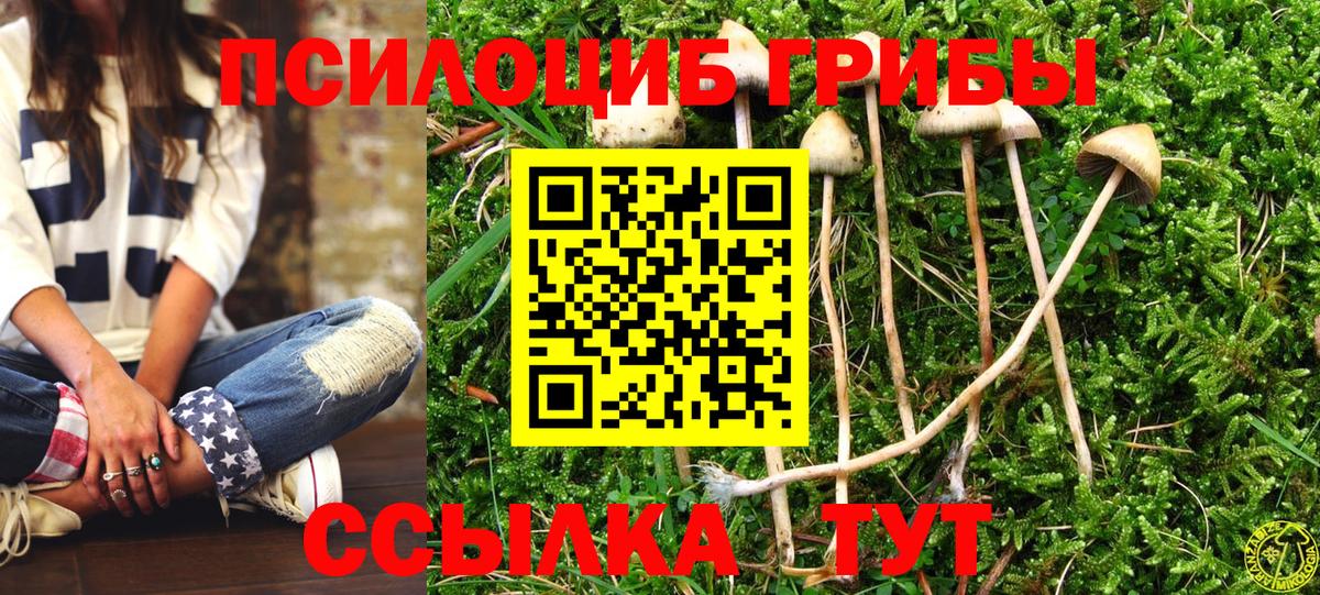 Галлюциногенные грибы Psilocybe Луга